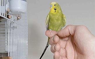 Muhabbet Kuşlarıyla İlgili Bilinmeyenler