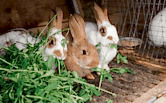 Tavşanların Gizli Yaşamları