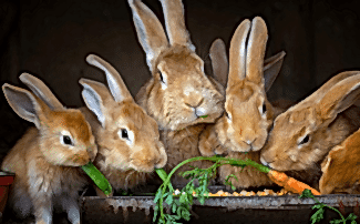 Tavşanların Hayatımıza Kattığı Mutluluk