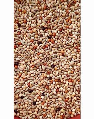 Seba %40 Aspurlu Muhabbet Kuşu Yemi 20 kg  (Kargo Dahil )