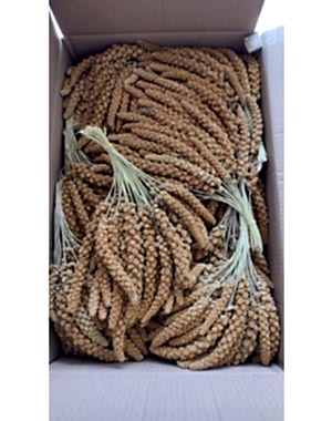 Kızıl Dal Darı 15 kg 