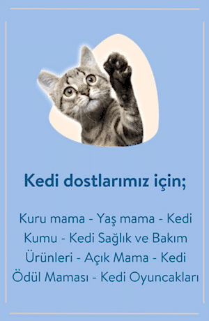 KEDİ